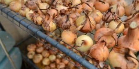 Na kojoj temperaturi čuvati luk kod kuće